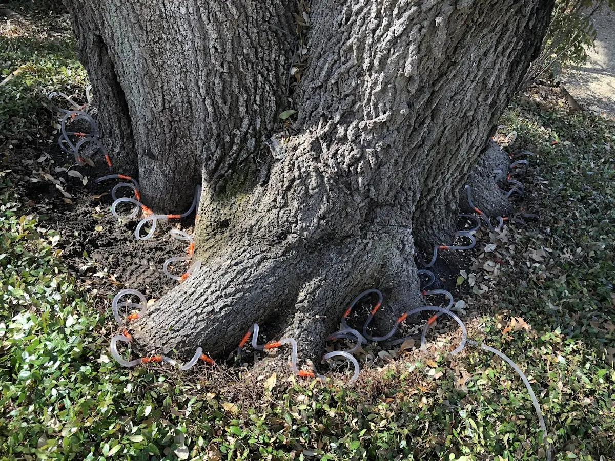 Detailed Tree Cabling and Bracing job site in Bluff City
